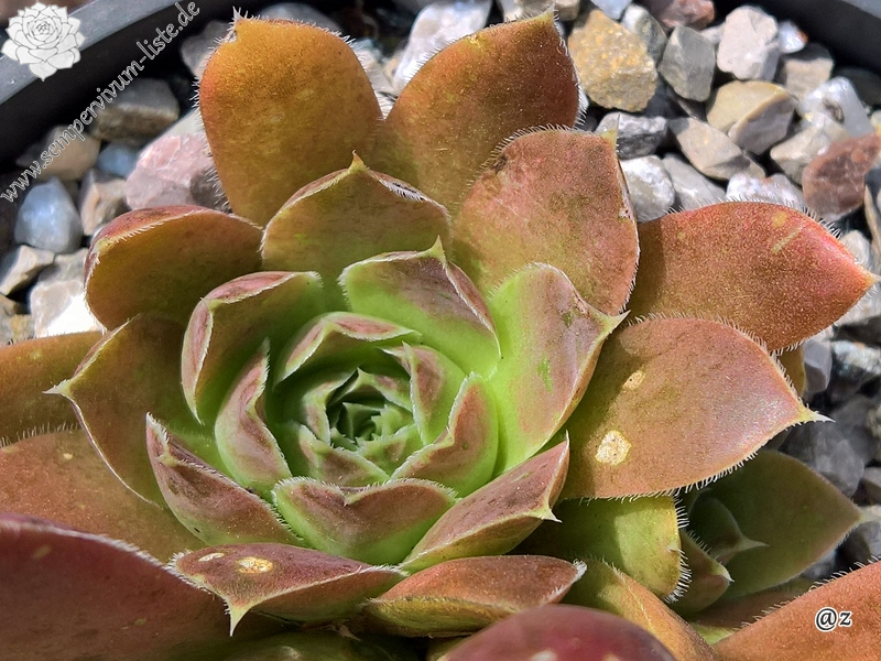 Korspelse Hogla / Jovi