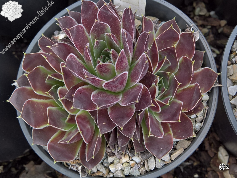 Korspelse Idaise / Jovi