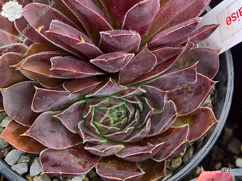 Korspelse Idaise / Jovi