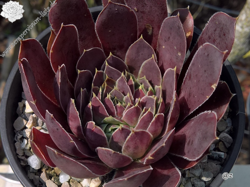 Korspelse Idaise / Jovi