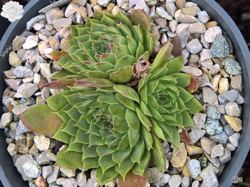 Korspelse Ingalisa / Jovi