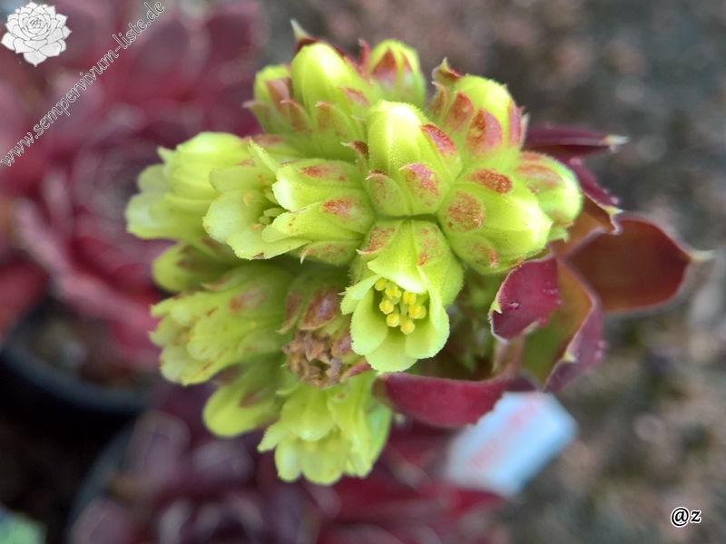 Korspelse Initia / Jovi