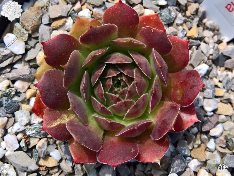 Korspelse Ionnina / Jovi