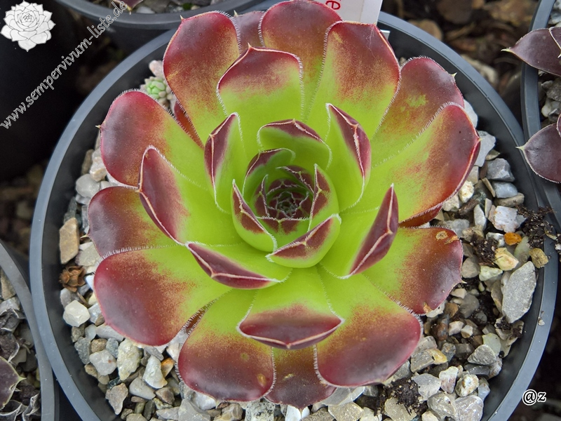 Korspelse Iteke / Jovi