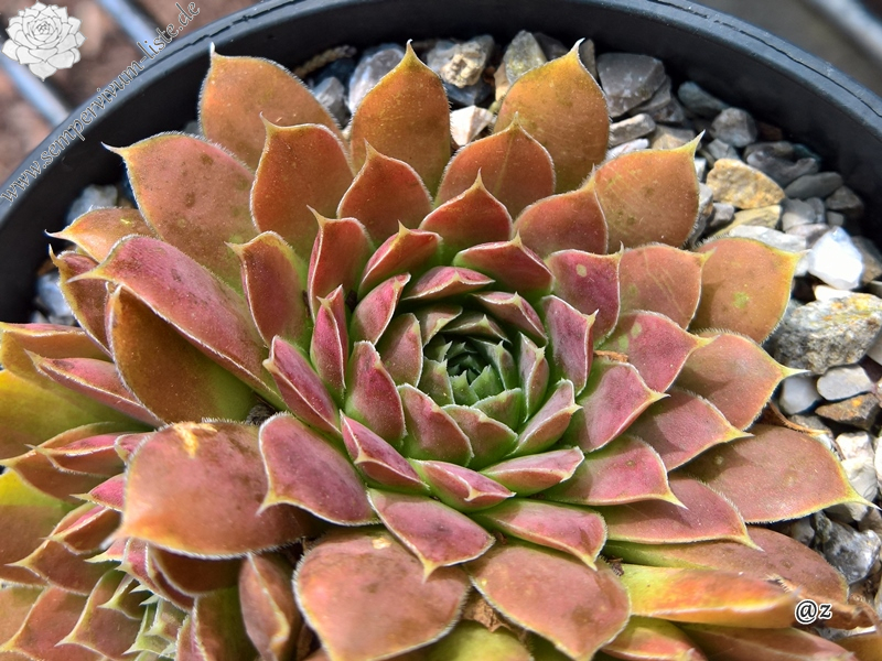 Korspelse Jaike / Jovi