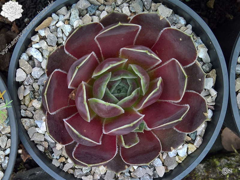 Korspelse Jamote / Jovi