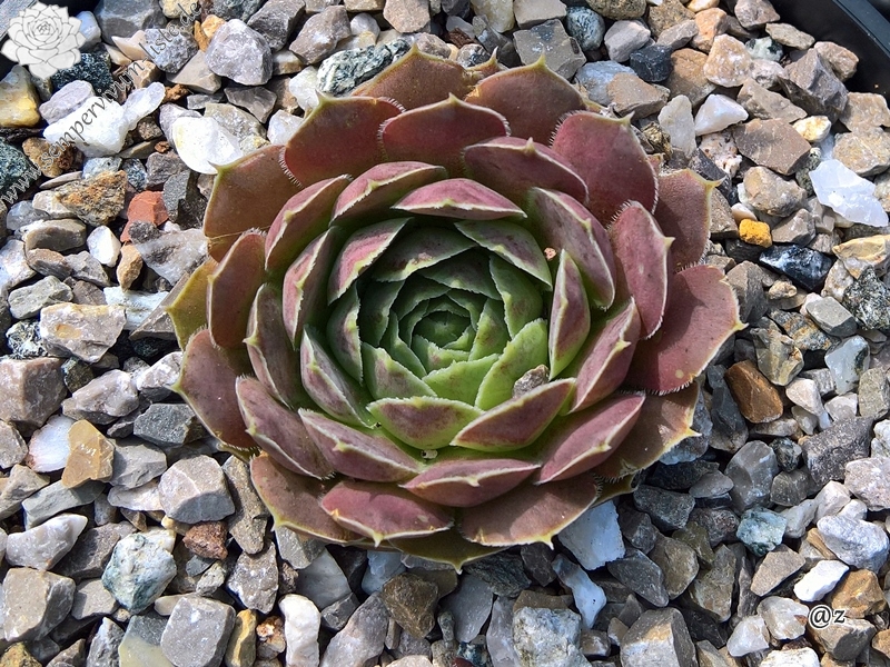 Korspelse Jamote / Jovi