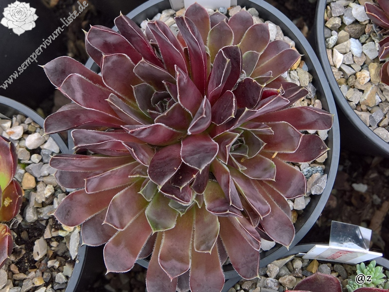 Korspelse Janed / Jovi