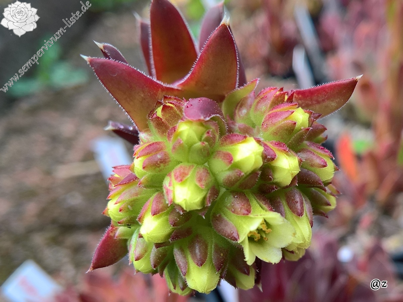 Korspelse Janed / Jovi