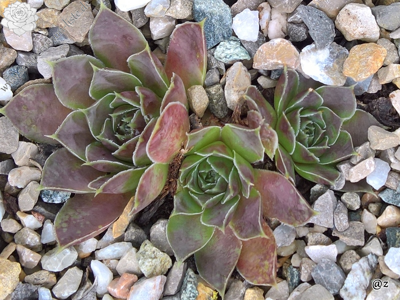 Korspelse Janed / Jovi