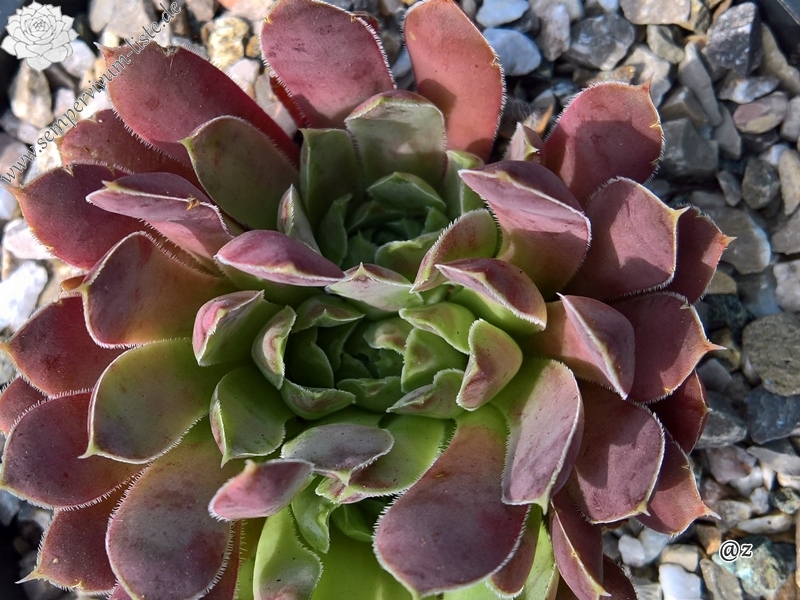 Korspelse Janed / Jovi