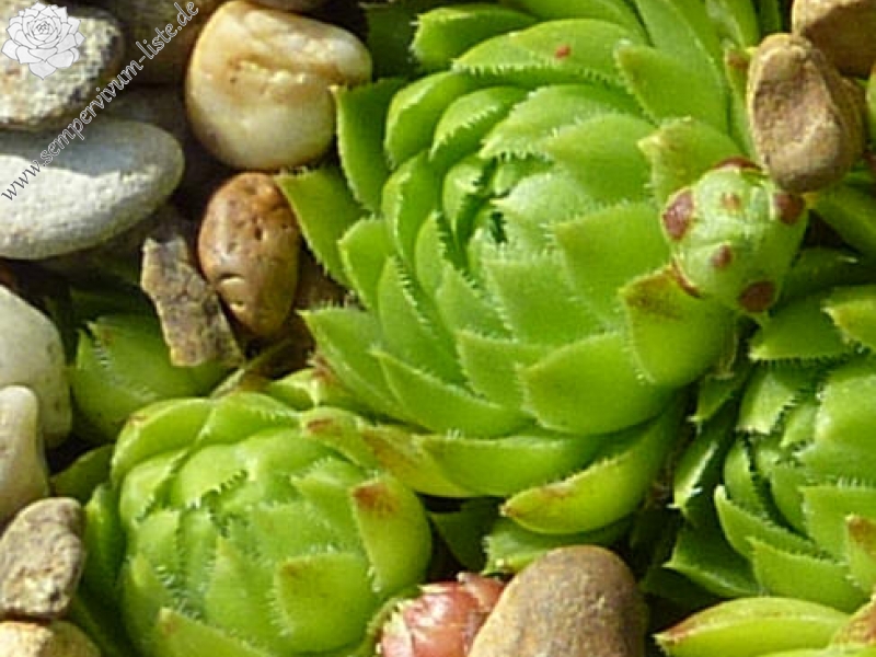 globiferum ssp. globiferum from Kuneticka