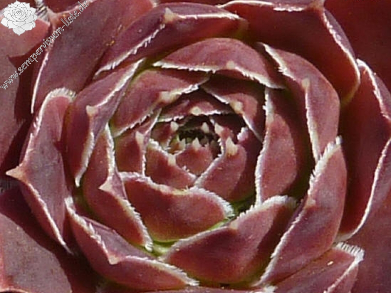 Korjakskaja Sopka / Jovi