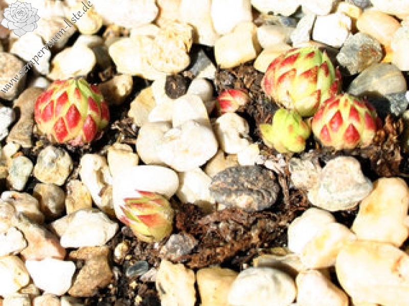 globiferum ssp. allionii from la Madone de Fenestre