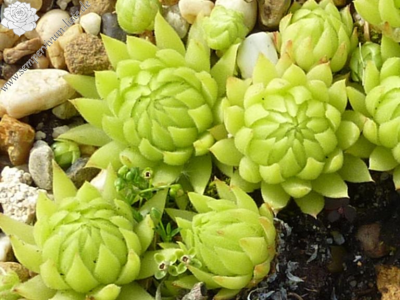 globiferum ssp. allionii from la Madone de Fenestre