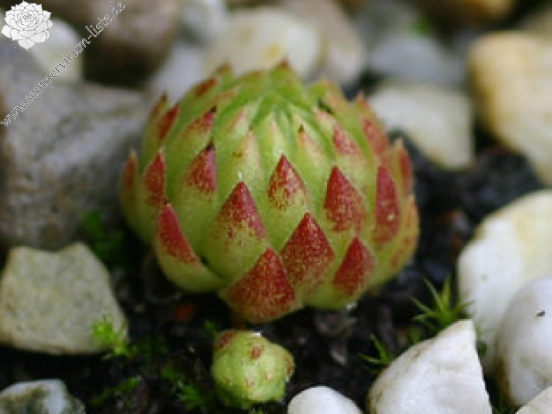 globiferum ssp. allionii from la Madone de Fenestre