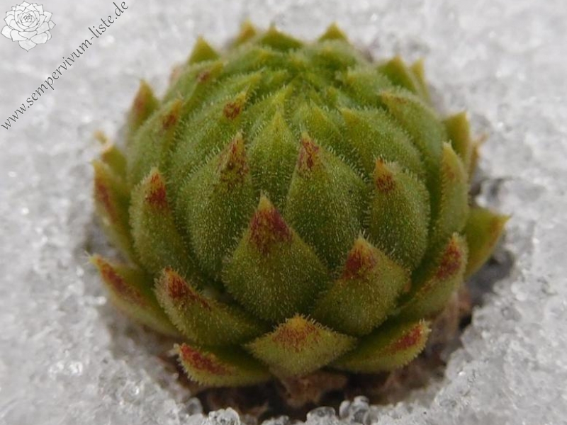 globiferum ssp. allionii from la Madone de Fenestre