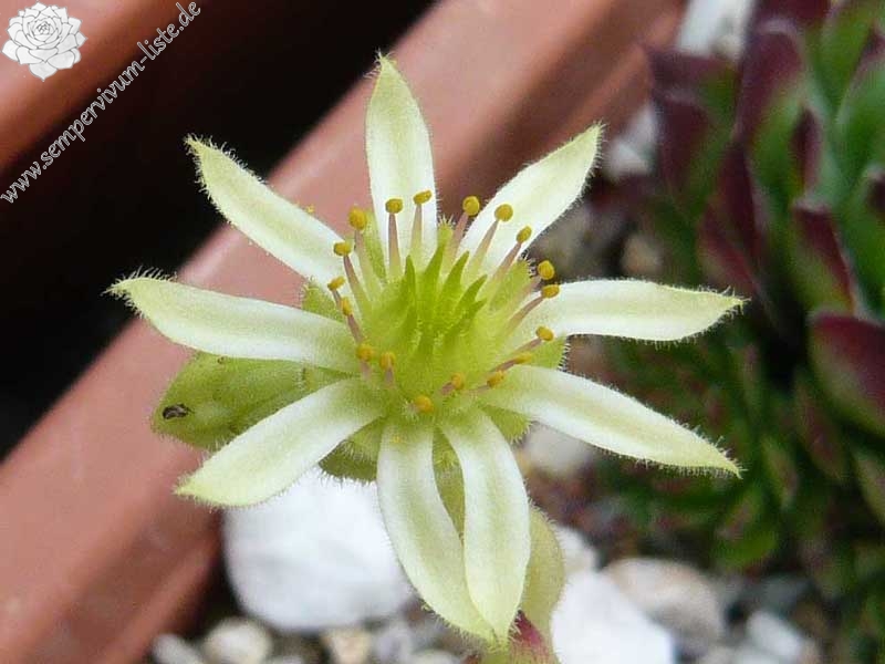 leucanthum (kindingeri)