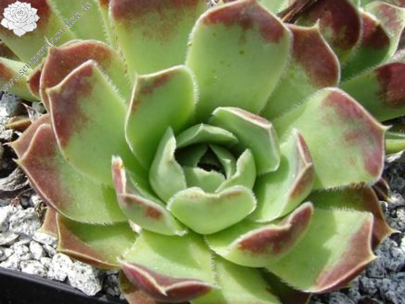 heuffelii from Maje e Ostrovicës (I)