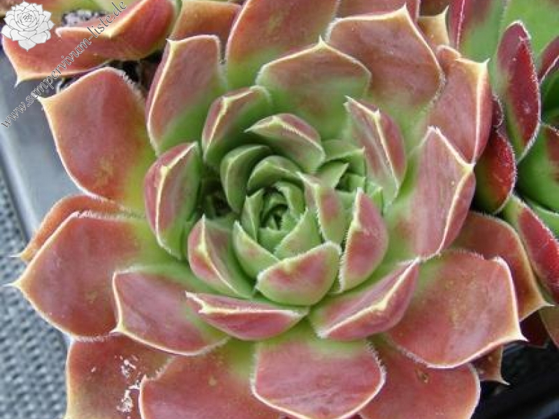 heuffelii from Maje e Ostrovicës (I)