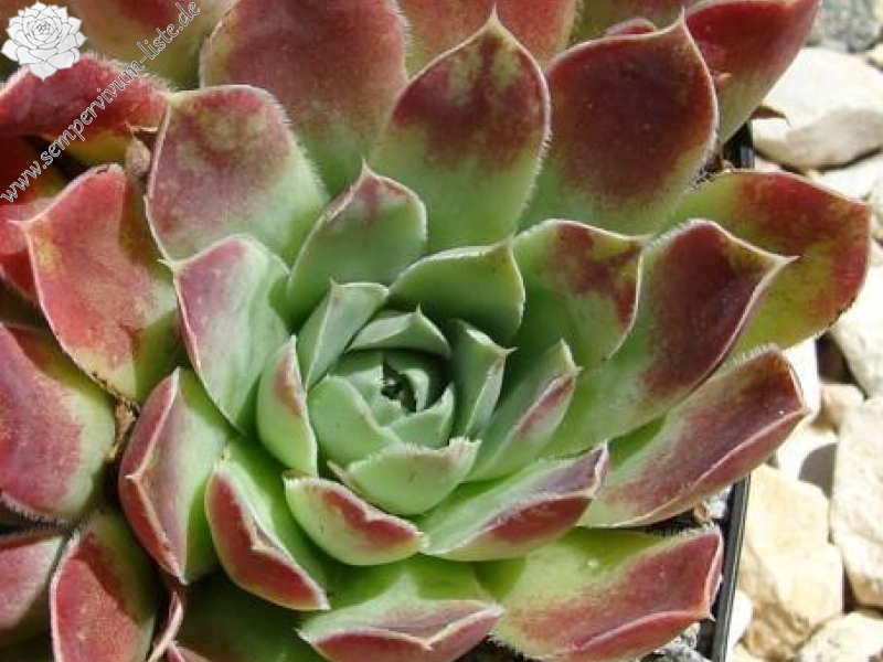 heuffelii from Maje e Ostrovicës (I)