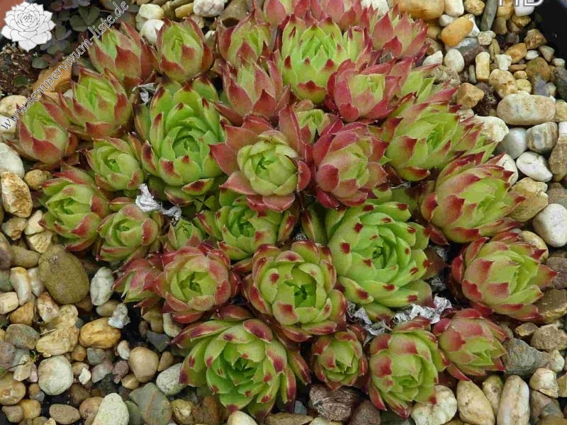 calcareum from Malaucène