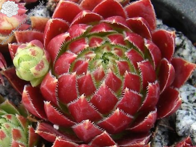 globiferum ssp. hirtum from Male Zajfy