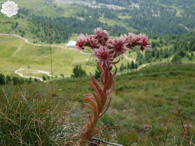 marmoreum from Hridski krš