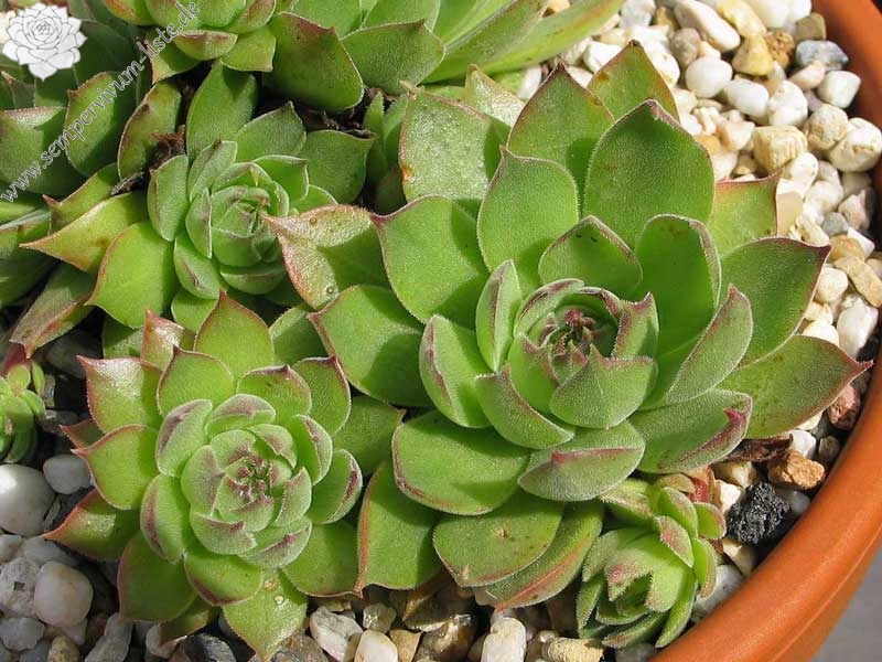 marmoreum from Torda Erdely