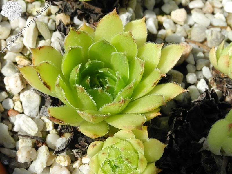 marmoreum (debile)