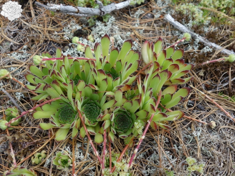 marmoreum from Hridski jezero