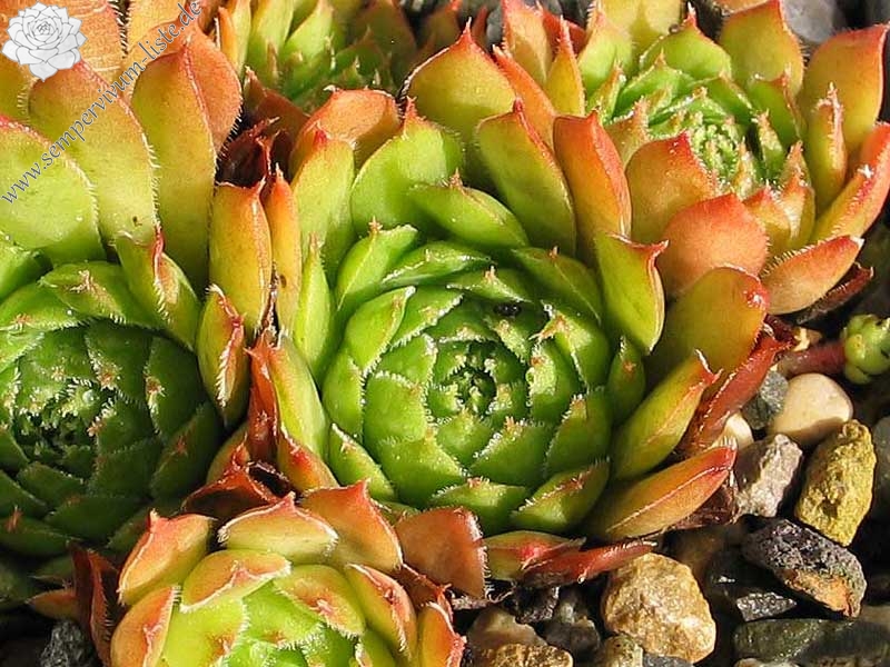 marmoreum (awreggii)