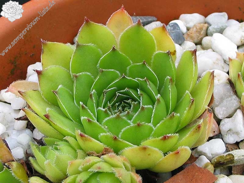 marmoreum (debile)