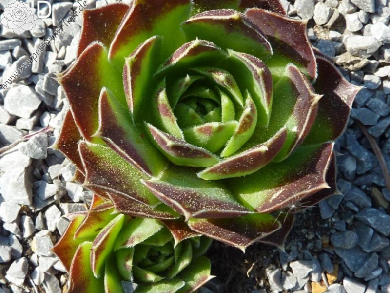heuffelii from Mavrovo, Vrutok