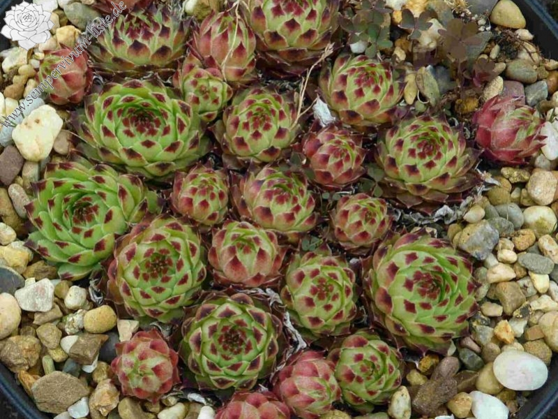 calcareum from Col de la St. Michel (Typ A)