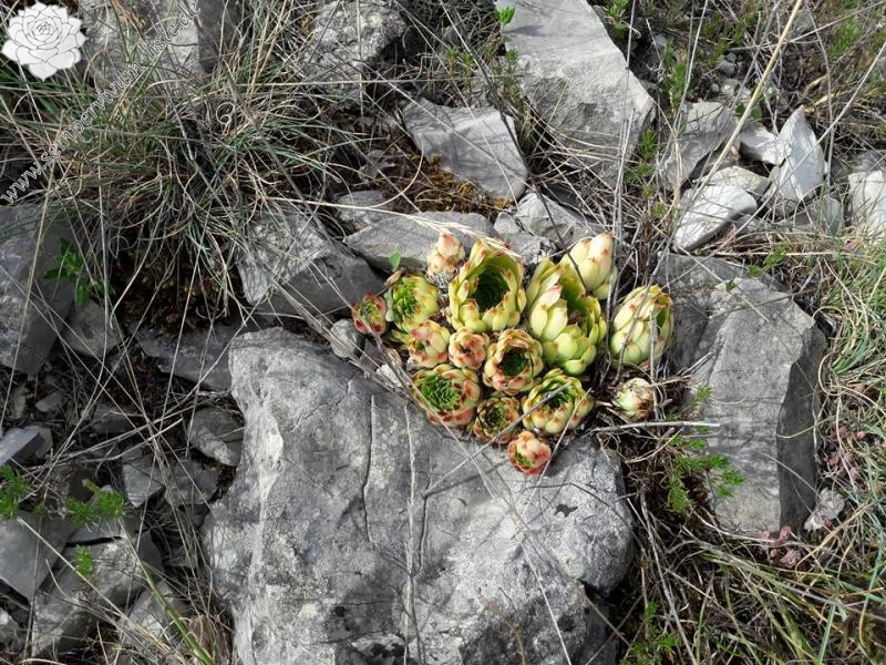 calcareum from Rochers Mindrits