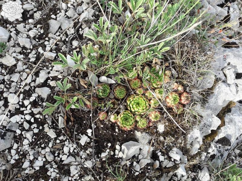 calcareum from Rochers Mindrits