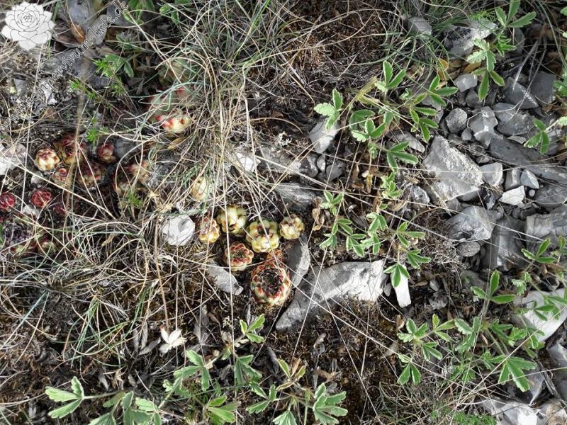 calcareum from Rochers Mindrits