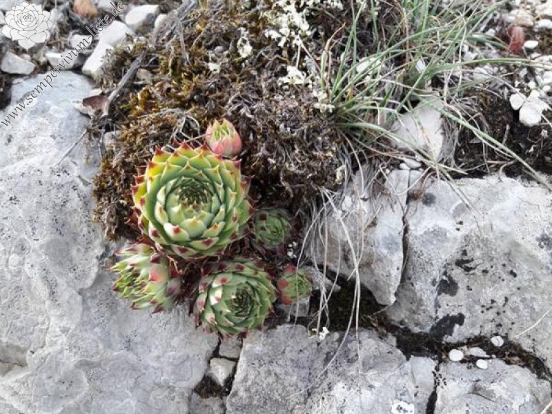 calcareum from Rochers Mindrits
