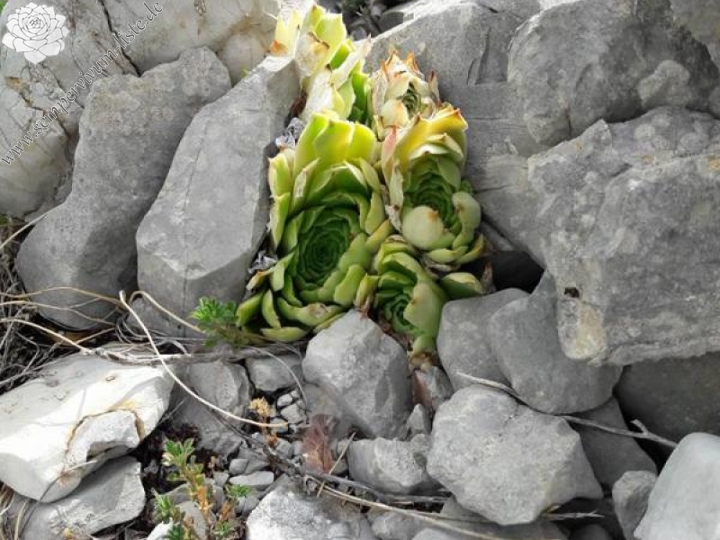 calcareum from Rochers Mindrits