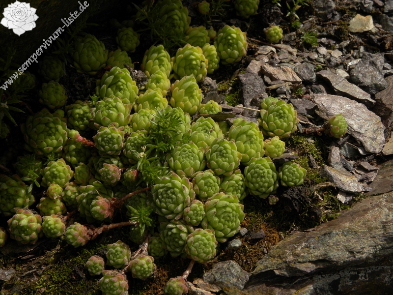 montanum ssp. montanum from Sattel Alans