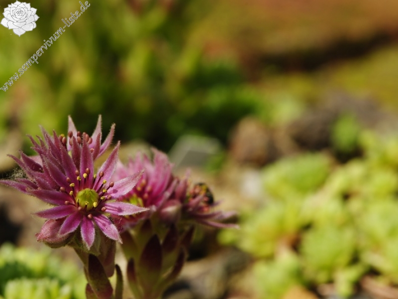 montanum ssp. montanum from Sattel Alans