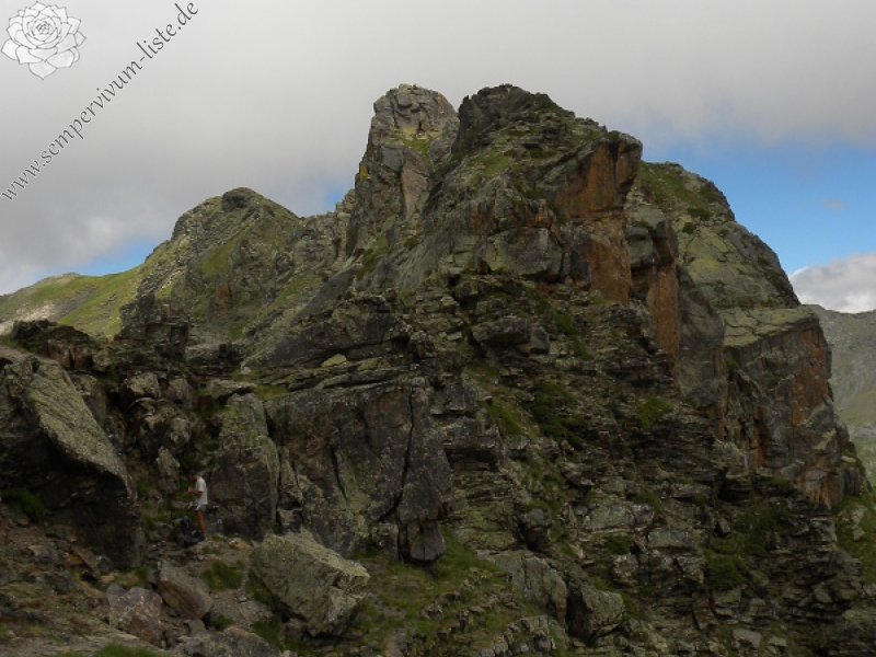 montanum ssp. montanum from Sattel Alans