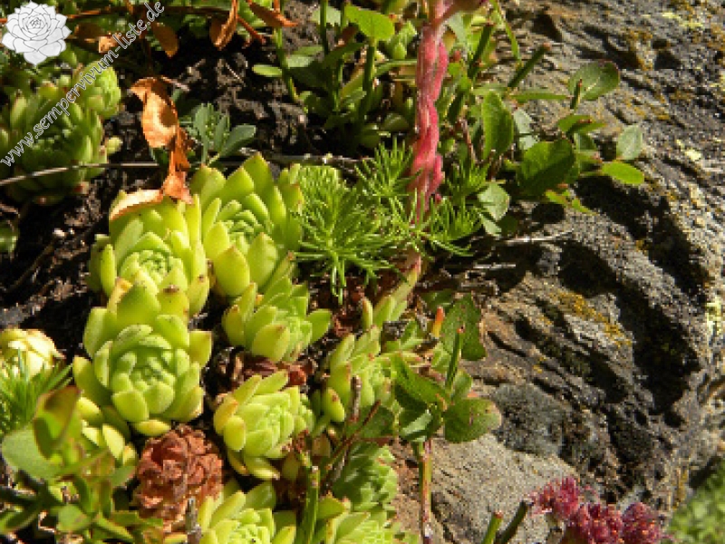 montanum ssp. montanum from Vallée de Soulcem