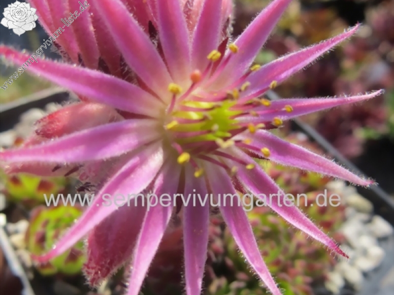 montanum ssp. stiriacum from Goldeck