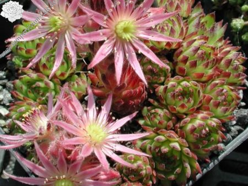 montanum ssp. stiriacum from Goldeck