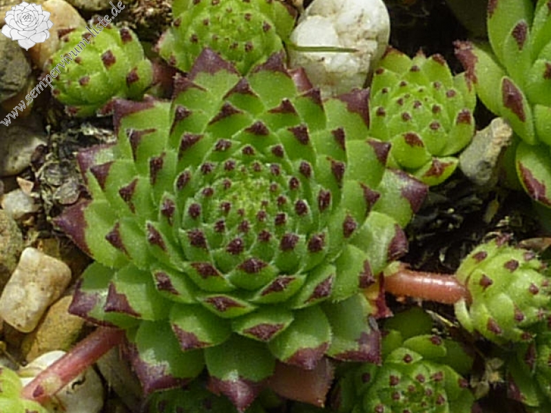 montanum ssp. stiriacum from Großglockner