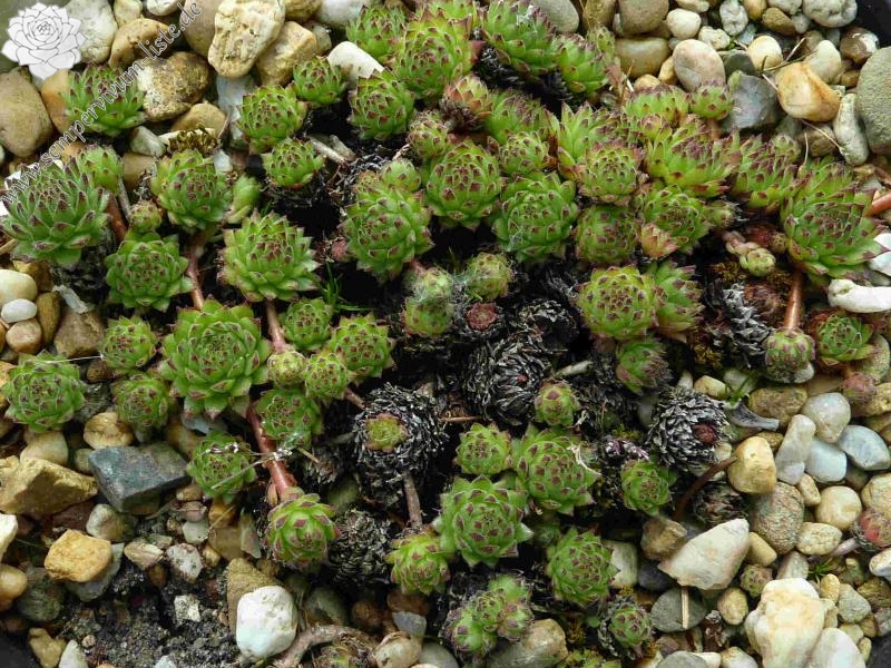 montanum ssp. stiriacum from Großglockner