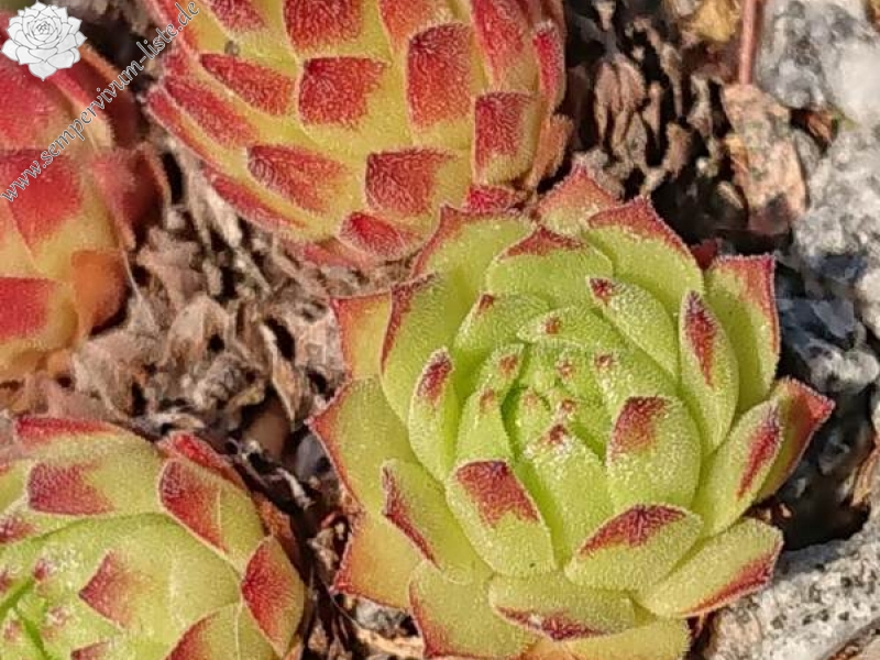 montanum ssp. stiriacum from Heiligenblut