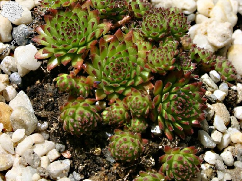montanum ssp. stiriacum from Hörndlinger Graben
